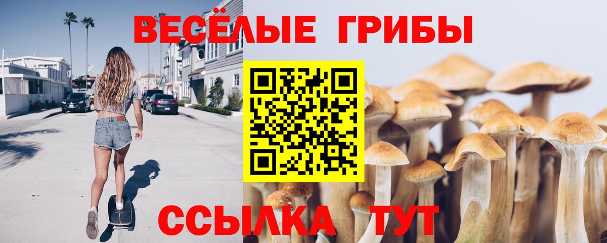 Псилоцибиновые грибы GOLDEN TEACHER Чернушка
